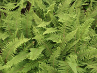 Hardy Fern Polystichum setiferum 'Proliferum'